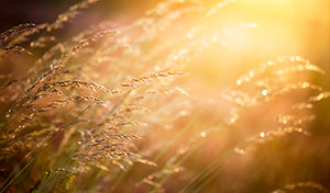 Allergie e cambiamenti climatici