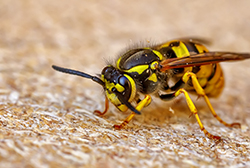 Allergia